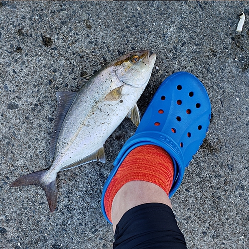 ショゴの釣果