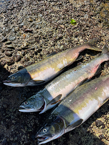 カラフトマスの釣果