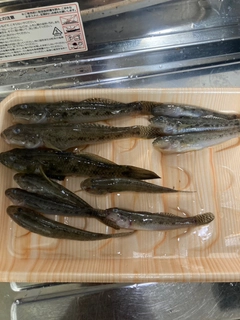 マハゼの釣果