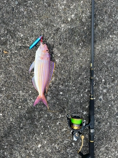 イトヨリダイの釣果