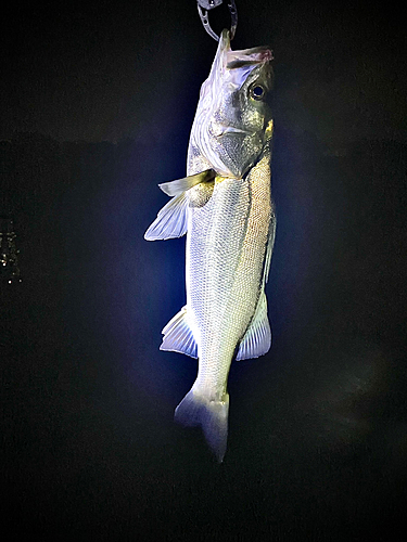 フッコ（マルスズキ）の釣果