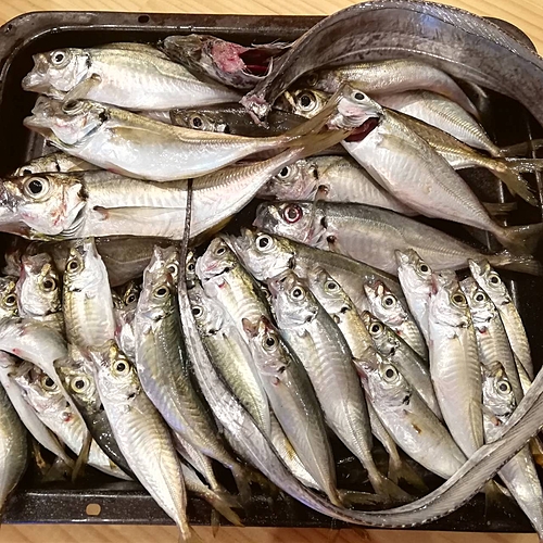 アジの釣果