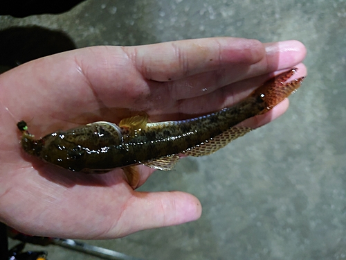 マハゼの釣果