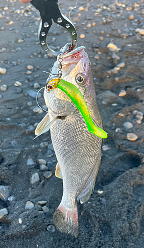 ニベの釣果