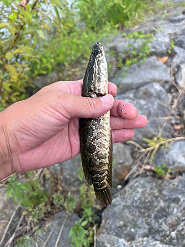 ライギョの釣果