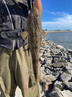 コチの釣果