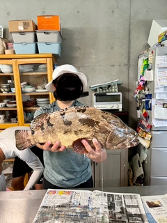 マダラハタの釣果