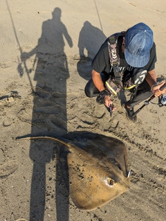 アカエイの釣果