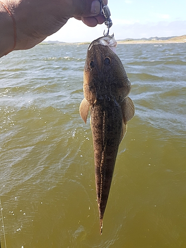 コチの釣果