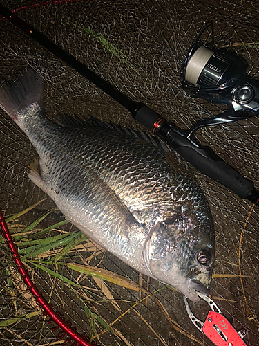 キビレの釣果