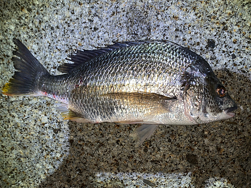 キビレの釣果