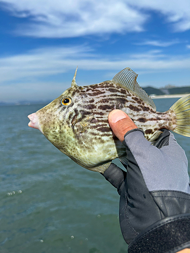 カワハギの釣果