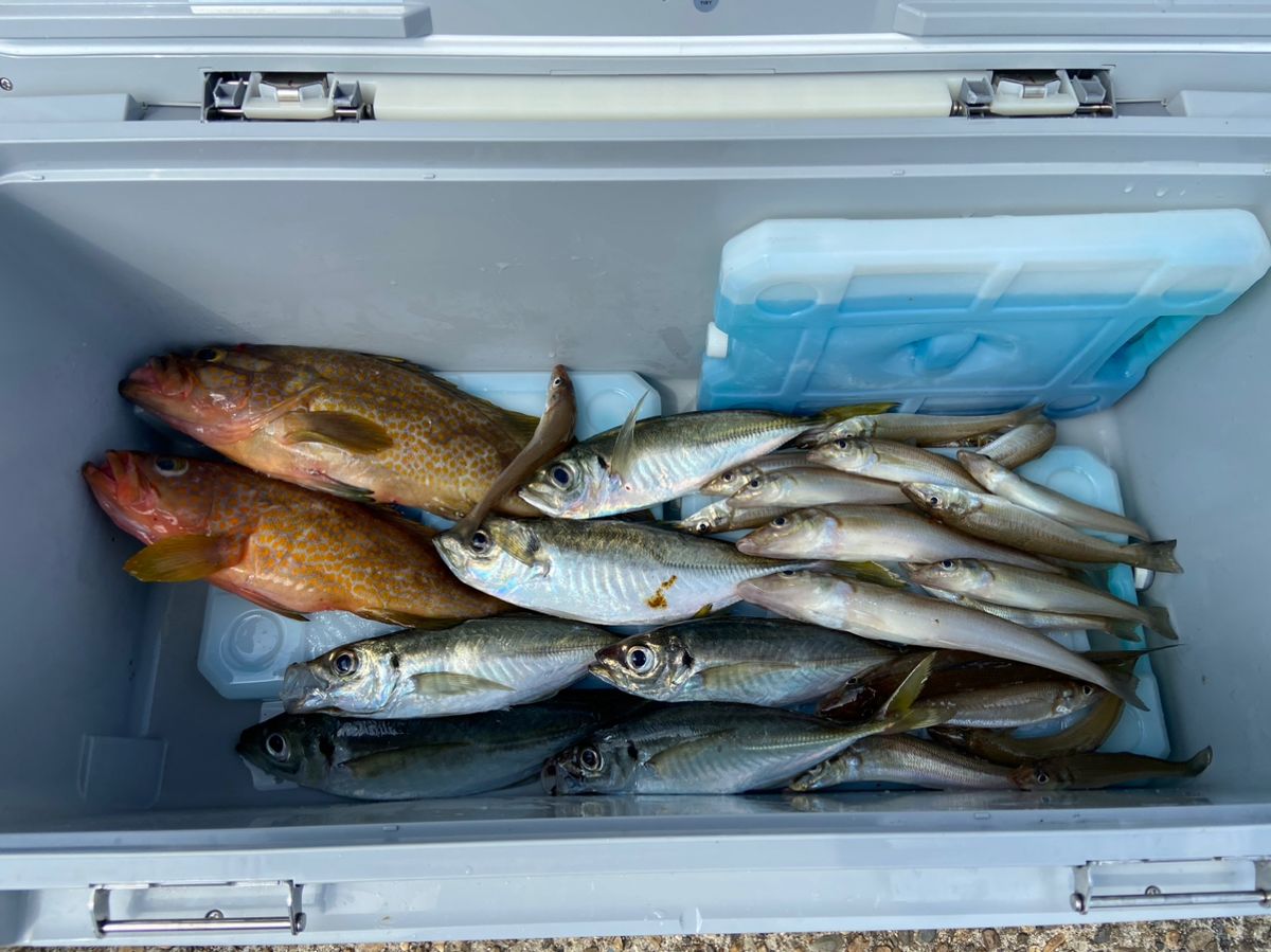 Ag_1480さんの釣果 2枚目の画像