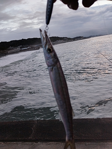 カマスの釣果