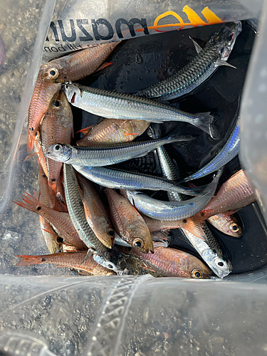 クロホシイシモチの釣果