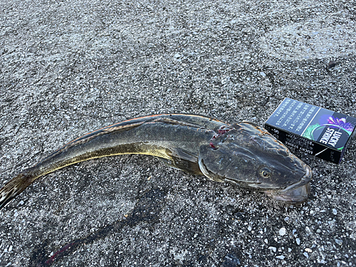 ケンサキイカの釣果