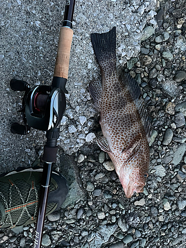 オオモンハタの釣果