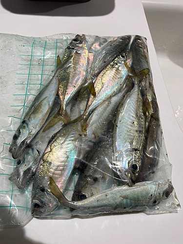 アジの釣果