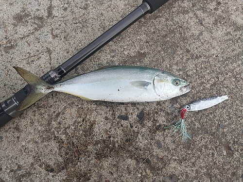 ショッコの釣果