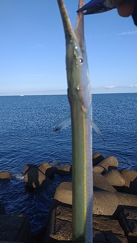 ダツの釣果