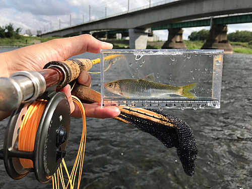 オイカワの釣果