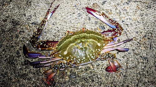 ワタリガニの釣果