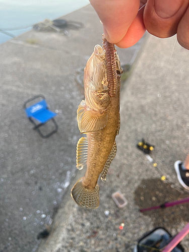 マハゼの釣果