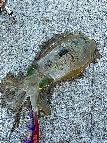 アオリイカの釣果