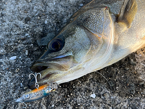 スズキの釣果