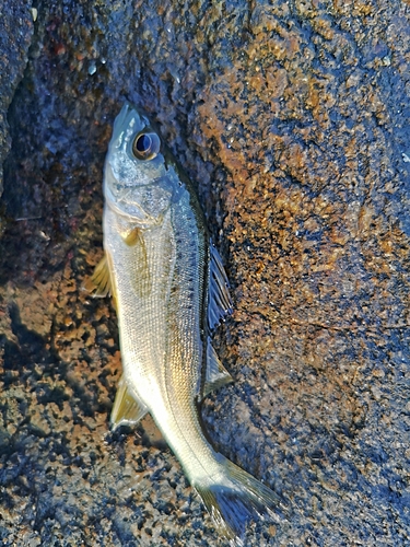 セイゴ（マルスズキ）の釣果