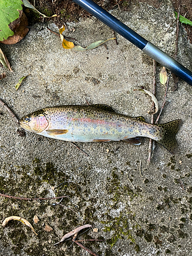 ニジマスの釣果