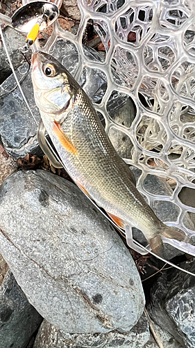 ウグイの釣果