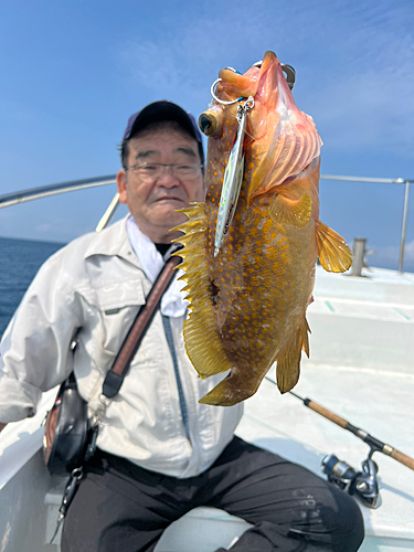 キジハタの釣果