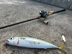 サバの釣果