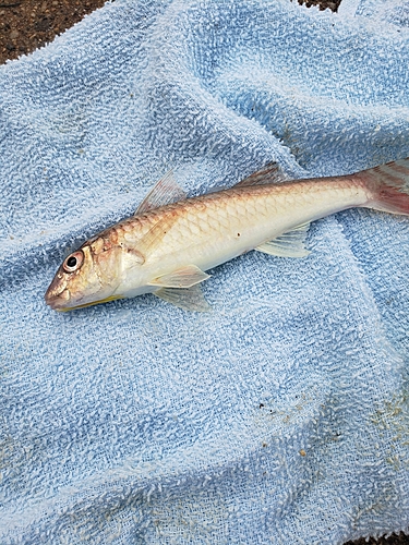 ヒメジの釣果