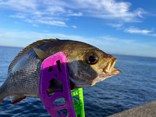 イサキの釣果