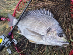 キチヌの釣果