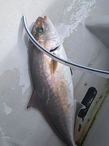 カンパチの釣果