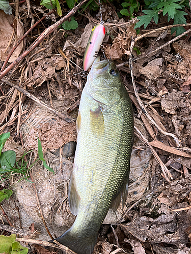 ラージマウスバスの釣果