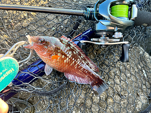 ホシササノハベラの釣果