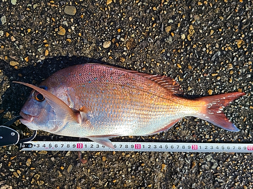 マダイの釣果