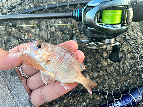 チャリコの釣果