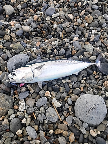 ソウダガツオの釣果