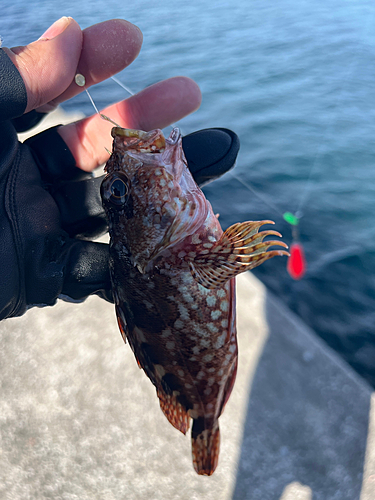 カサゴの釣果