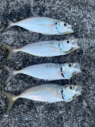 アジの釣果