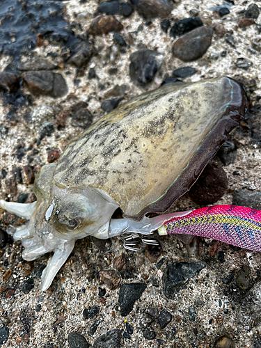 コウイカの釣果