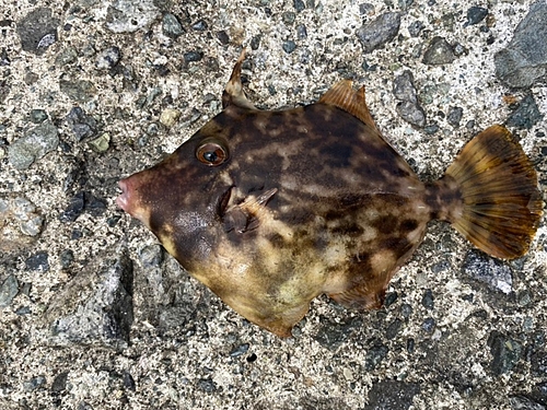 カワハギの釣果