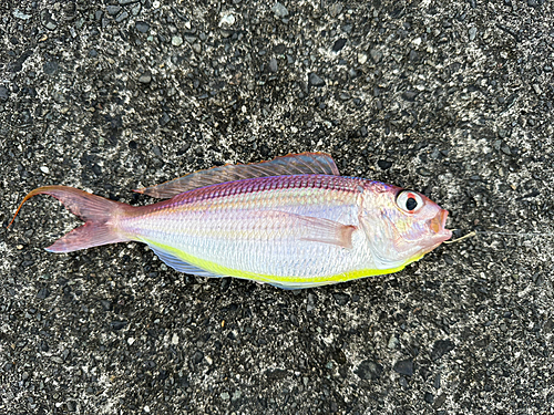 イトヨリダイの釣果