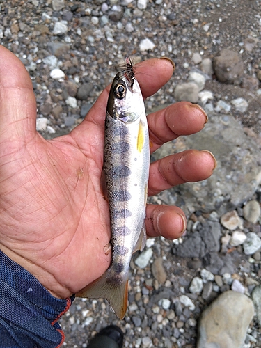 アマゴの釣果