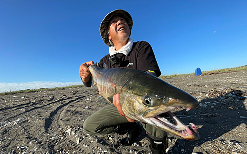 アキアジの釣果